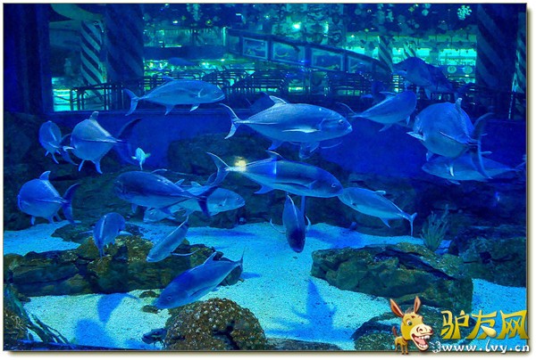 曲江海洋馆2.jpg